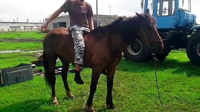 Как завести лошадь. смотреть онлайн