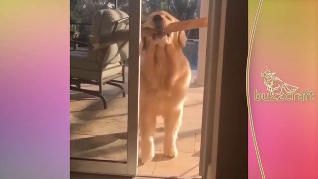 Забавные и Милые Собаки и Щенки. Это нужно видеть! :) смотреть онлайн