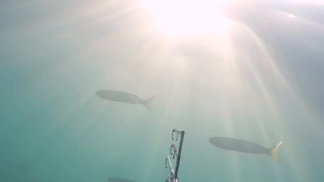 Осеняя подводная охота в черном море на лобана. 2016 смотреть онлайн