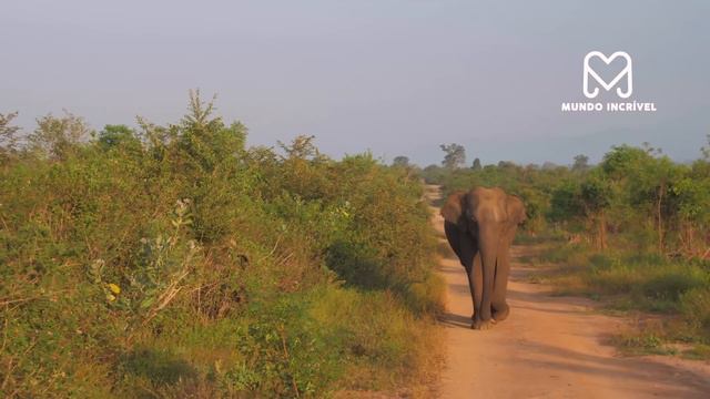 INCRÍVEL ELEFANTE SALVA BÚFALO DE UM LEÃO смотреть онлайн