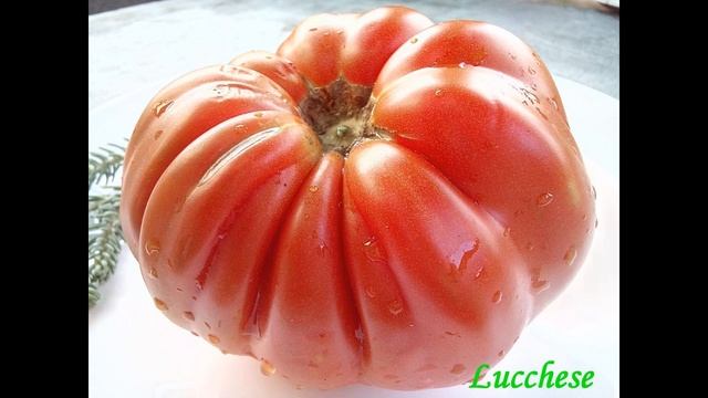 Самый лучший томат в мире 2023 г.!!! Высокоурожайный, сладкий и вкусный томат сорта ЛЮККЕЗЕ!!!