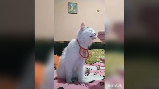 Ужин перед сном смотреть онлайн