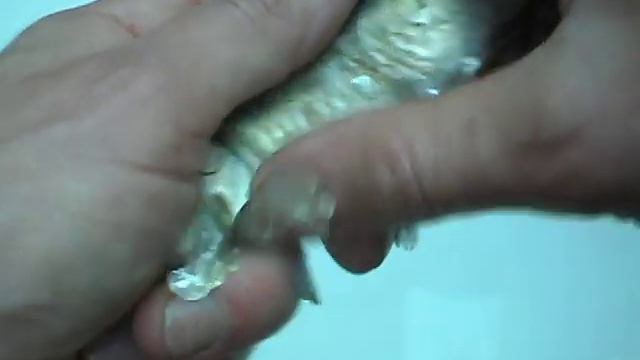 КАК ПОЧИСТИТЬ РЫБУ ОТ ЧЕШУИ HOW TO CLEAN THE FISH FROM SCALES