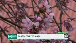 На юге Сахалина зацвела вишня Саржента, более известная, как сакура
