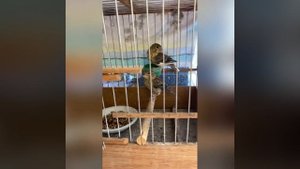 Гибридизация, Гибриды канареечный вьюрок  и канарейка