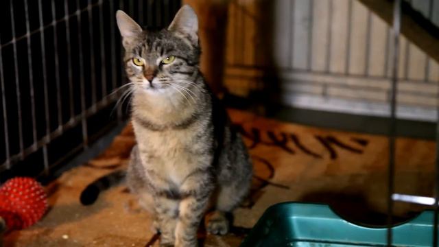 Эва смотреть онлайн