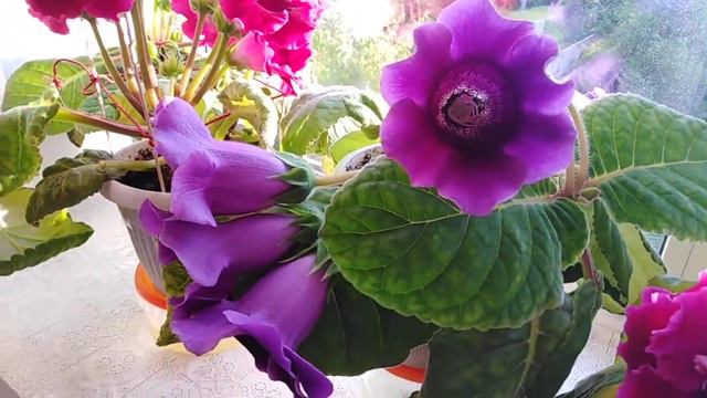 Цветение глоксиний. Июнь 2021г. смотреть онлайн