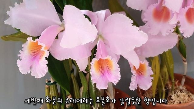 Cattleya Schroederae (카틀레야 슈레데레)