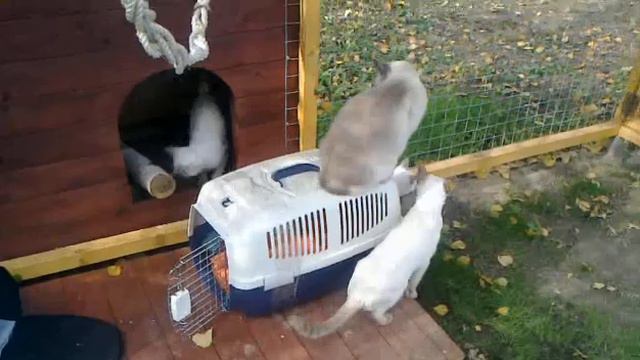 Кошки смотреть онлайн