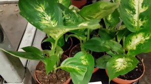 Асплениум, нематантус, эпипремнум, кодиум, аглаонема, фитония.