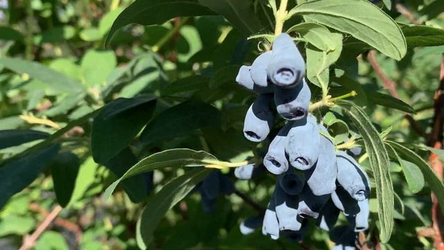 Жимолость Амфора. Созревание 17.06.21 смотреть онлайн