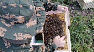 отводок на одну рамку расплода на маточник (2 часть) 01.06.2022