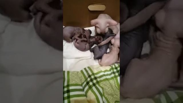 Мама канадский сфинкс ухаживает за своими котятами канадский сфинкс котенок Sphynx kitten