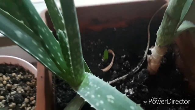 Комнатные цветы/Адениумы и нетолько смотреть онлайн