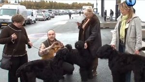 Планета собак 2011. Калужская область. Черный терьер