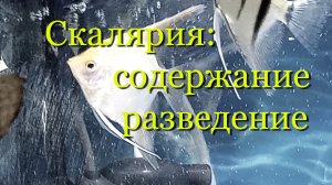 Скалярия. Обзор: содержание, разведение, половые отличия (различия).