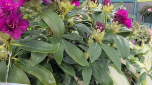 Rhododendron 'Polarnacht' // RICH, DEEP Dark Color on a sturdy, Easy to Grow Evergreen Shrub.