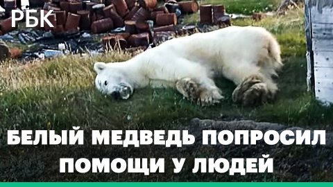 Операция по спасению белого медведя с застрявшей в пасти банкой сгущенки