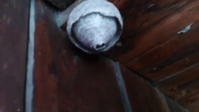 Что за кокон? Чей он? Кто знает? смотреть онлайн