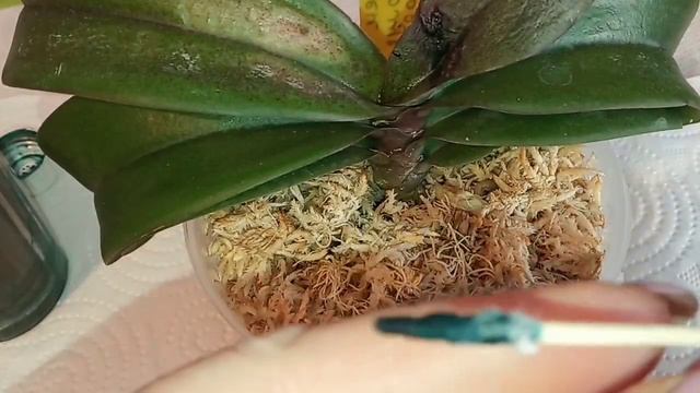 171) Орхидея ИРЕН ДОБКИН-состояние через три недели после получения. И о брони растений ..узнала! смотреть онлайн