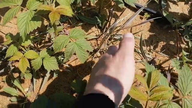 гербицид по клубнике и малине. фузилат смотреть онлайн