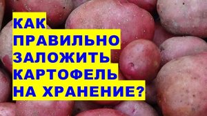 Как правильно подготовить картошку к хранению зимой? В каком секретном растворе купается картошка