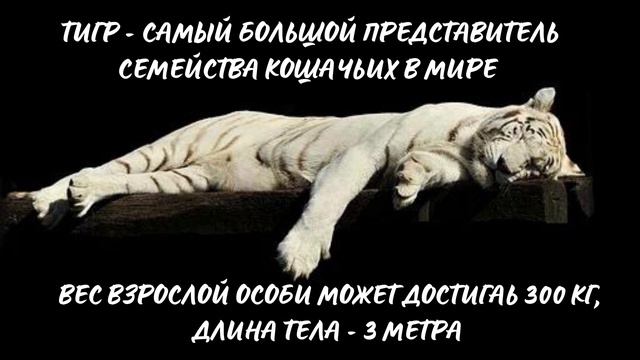 Тигр. Интересно знать смотреть онлайн