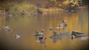 Сокровища Матильды Кшесинской Где спрятан клад легендарной балерины