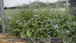 Бруннера крупнолистная