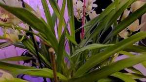 Цимбидиум холодного содержания в домашних условиях