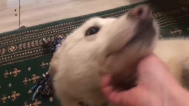 Передержка ещё не дом. Как им живется, нашим спасёнышам? смотреть онлайн