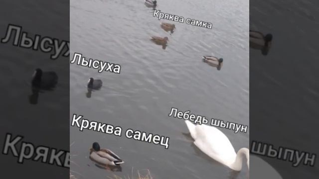 нозвания водоплавающих птицы на английском языке и на русском языке