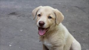 Щенок увидел хозяина в приюте. Только посмотрите на его реакцию!