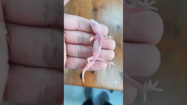 Так жалко умершего малыша ? #эублефар #геккон #ящерица #рептилии #природа #зоомагазин #питомец смотреть онлайн