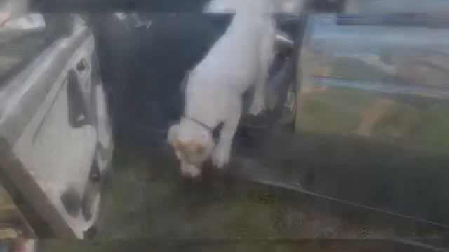 Алабай смотреть онлайн