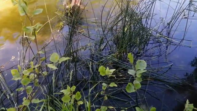 продолжаем искать железо в реке, вытащили колесо смотреть онлайн