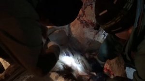 Охота на лося Разделка лося Тестирование ножей Рысь и Боровик Ножевая мастерская Медведь