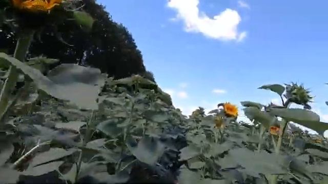 КОЧЁВКА ПАСЕКИ К МЕДОНОСАМ! ЛИПА, РАЗНОТРАВЬЕ И ШИКАРНЫЙ МЕДОСБОР С ПОДСОЛНУХА! СИЛЬНЫЕ ПЧЕЛОСЕМЬИ смотреть онлайн