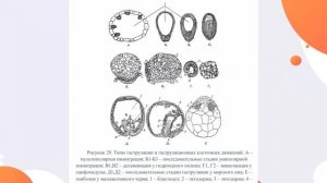 Общий план развития живых организмов и сигнальные системы