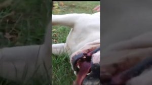 АНГЛИЙСКИЙ БУЛЬДОГ