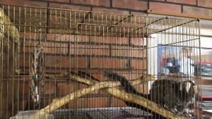 Разведенение игрунковых в неволе. Игрунки, тамарины и другие карликовые обезьяны