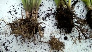 ХОСТЫ.Деление, пересадка, сроки посадки без особых усилий.