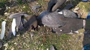 Сделай так, что бы цесарка не улетела