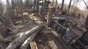 Как спилить дерево на кладбище без автовышки? Это задача для профессиональных арбористов.