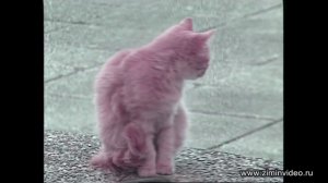 Прикольный кот