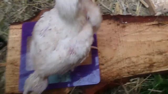 Вес бройлеров 20 дней. Переезд утят и гусят . Сарай своими руками смотреть онлайн
