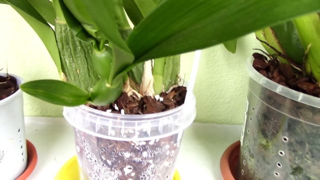 Tour of the autumn Orchid flower spikes смотреть онлайн