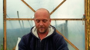 Размножение малины крапивкой.