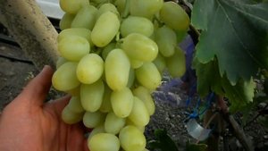 Виноград Дубовский мускат 2019 (Панченко)