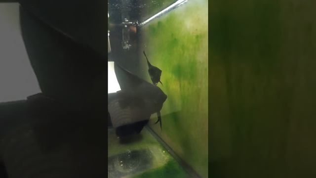 Скалярия черный бархат смотреть онлайн